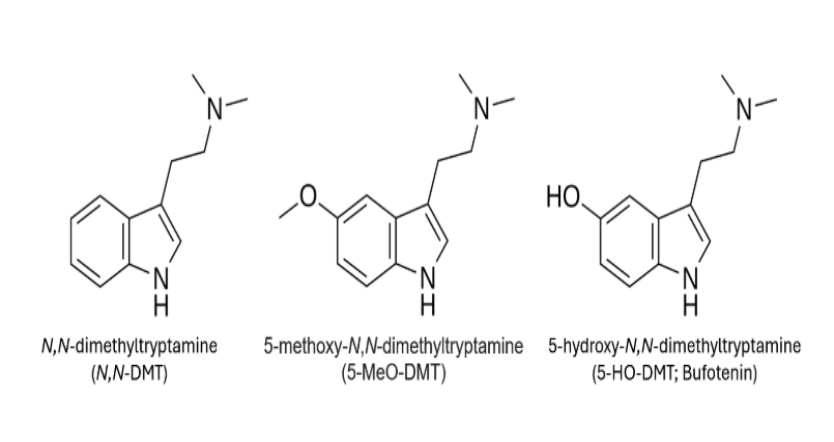 Structures du DMT, du 5-MeO-DMT et de la bofuténine